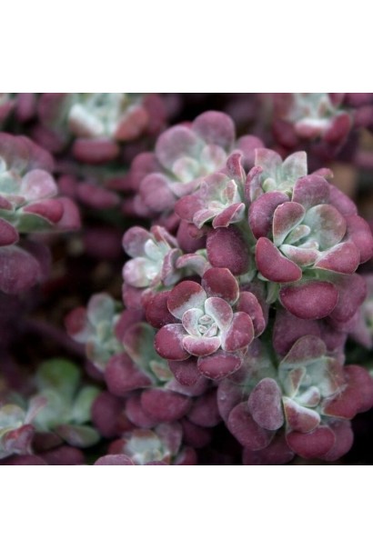 Sedum spathulifolium Purpureum опис